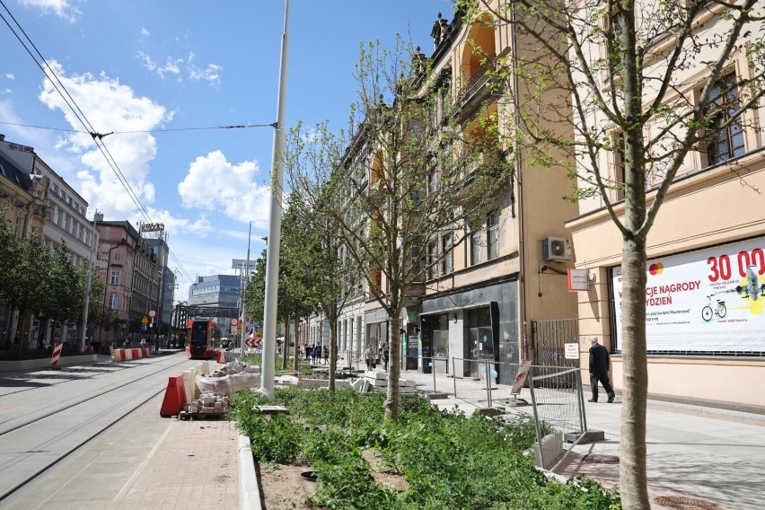 Nowe drzewa na ulicy Warszawskiej w Katowicach, powoli robi się zielono