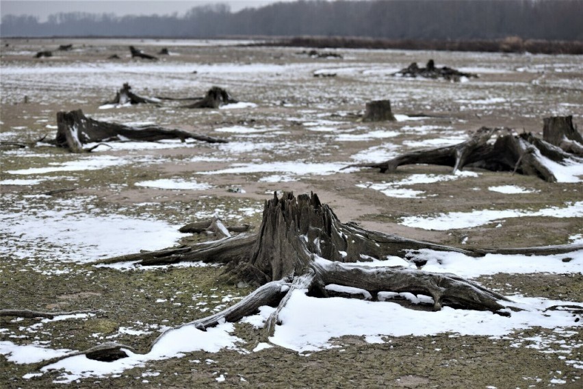Odsłonięte dno zalewu Jeziorsko. Czy wystające pnie stanowią zagrożenie? Co odpowiadają administrujące akwenem Wody Polskie? ZDJĘCIA