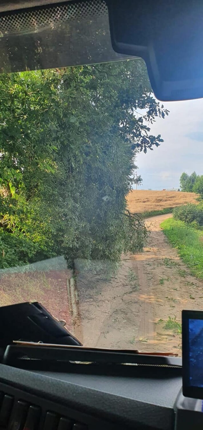 Nawałnica z gradobiciem w gminie Gniew - połamane drzewa, zniszczone uprawy. Straty idą w tysiące