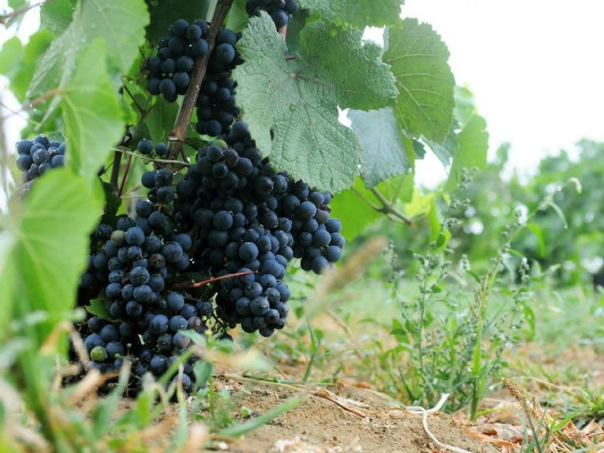Jasielskie podręczniki dla winiarzy nagrodzone przez Międzynarodową Organizację Winorośli i Wina OIV w Paryżu