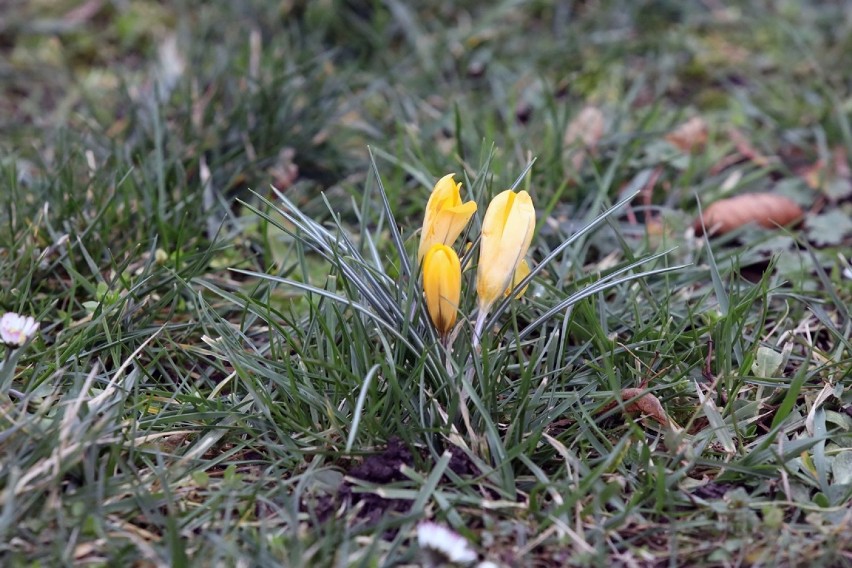Ładna wiosna tej zimy w Legnicy, zakwitły nie tylko bazie! [ZDJĘCIA]