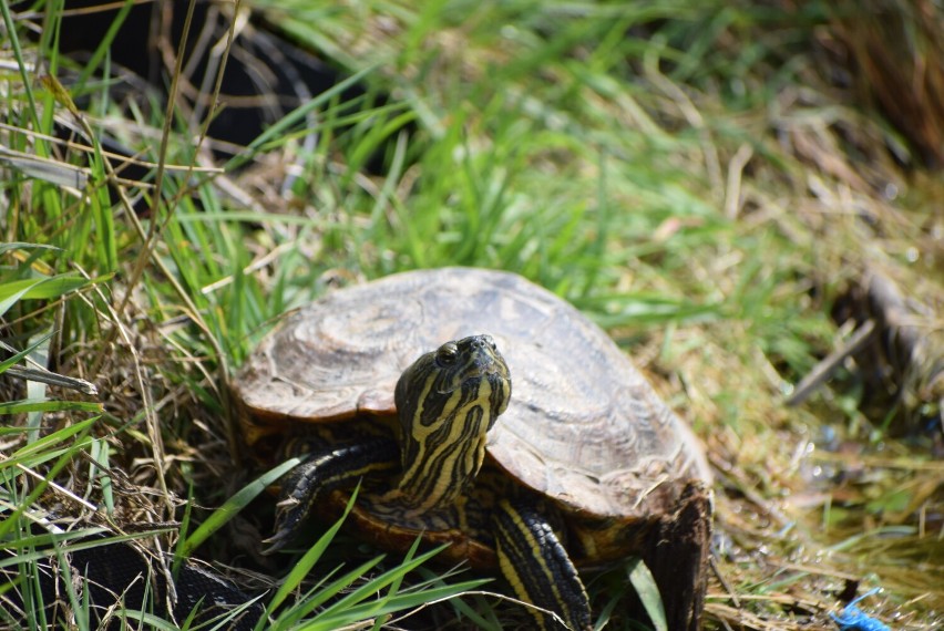 Żółwie zadomowiły się w stawie obok Urzędu Miasta w Sieradzu