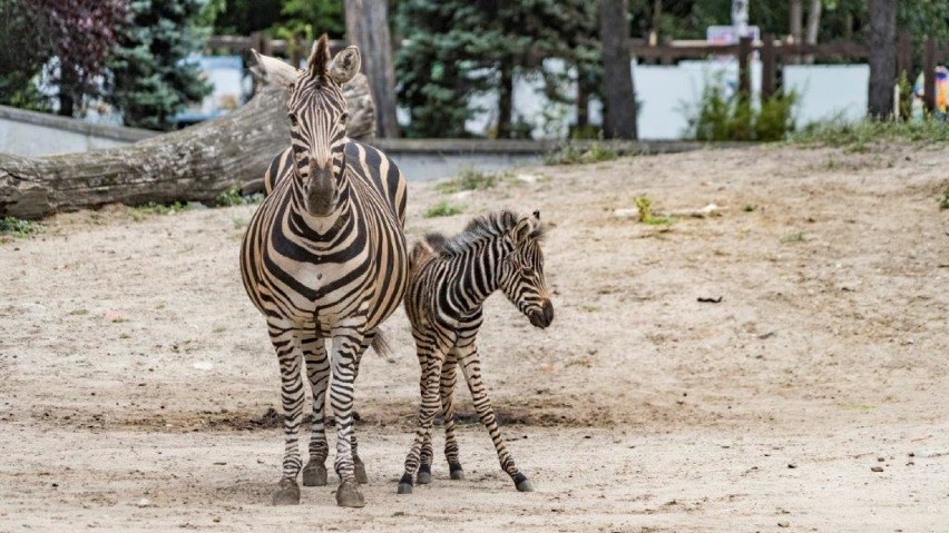 Oto Beza i Borówka, które urodziły się we wrocławskim zoo. Zobaczcie te słodziaki!