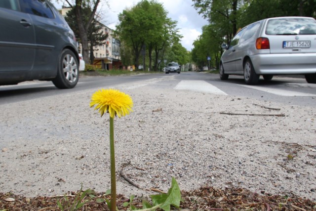 Kielczanie narzekają na stan kieleckich ulic. Ale o dziwo tym razem nie chodzi o ich nawierzchnię, ale o zalegający po zimie piach. 

- Główne ulice w centrum nie wyglądają źle, ale położone już nieco dalej są nieposprzątane, leży na nich pełno piachu – mówi jeden z czytelników. 

- Kilka dni temu widziałem, jak na jednej z ulicy robotnicy malowali pasy, a na jezdni leżał piach. To przecież bez sensu – dodaje inny. Na kolejnych zdjęciach ulice Kielc pełne piachu, który pozostał po zimie. 

>>> ZOBACZ WIĘCEJ NA KOLEJNYCH ZDJĘCIACH 