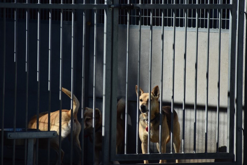 Schronisko dla zwierząt w Częstochowie przygotowuje się do zimy. Spójrzcie, jakie zwierzaki czekają na nowy dom!