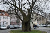 Pięć kolejnych drzew na Opolszczyźnie zostanie pomnikami przyrody