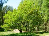 Polkowice: Dziś święto drzewa