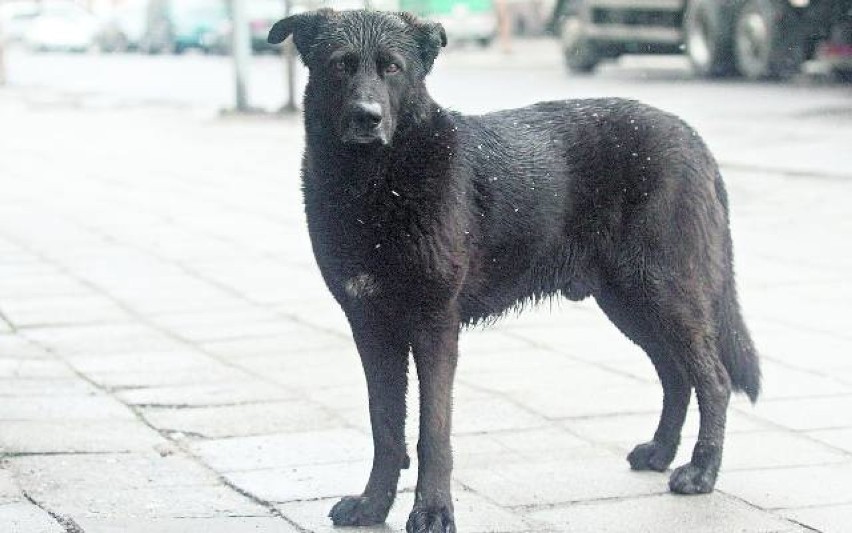 Czy w Krakowie jest potrzebne okienko życia dla zwierząt?