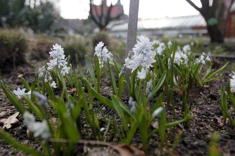 Wrocław: Wiosenny Ogród Botaniczny. Rośliny budzą się do życia (ZDJĘCIA)