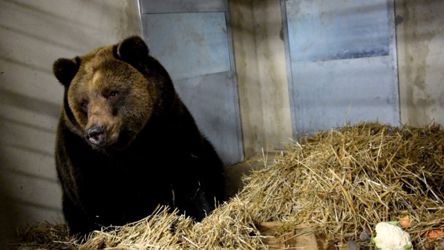 Pietka i Wojtusia trafiły do azylu dla niedźwiedzi w Nowym Zoo.
