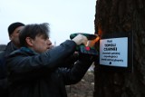 Setki drzew idą pod topór na prywatnych terenach w Bydgoszczy. Urzędnicy nie mają wpływu na wycinkę