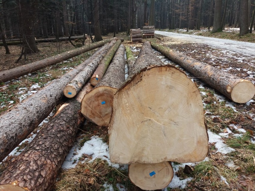 Masowa wycinka drzew w bielskim Cygańskim Lesie. Mieszkańcy są oburzeni [ZDJĘCIA]