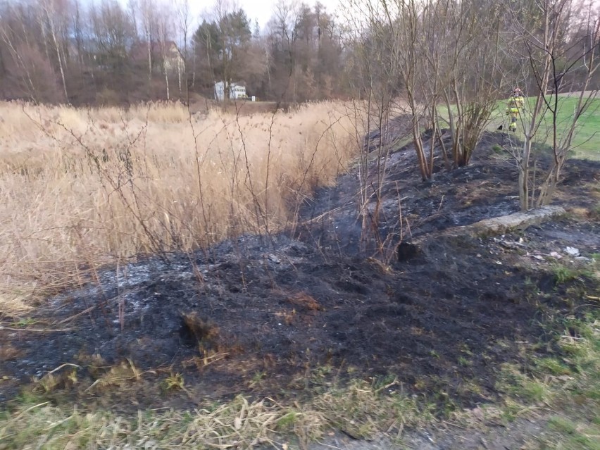 Straż z Jastrzębia gasiła w niedzielę pożar trawy w pobliżu...