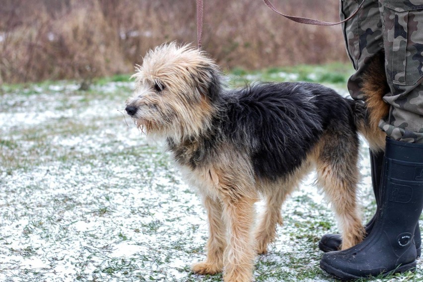 Łagodna i piękna suczka Czubaka marzy o nowym domu. Obecnie przebywa w ostrowskim schronisku i czeka na adopcję