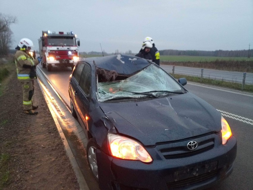 W powiecie hajnowskim dochodzi do zderzeń z dzikimi...