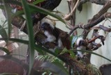 Stare Zoo: W azylu zamieszkały małpy z Ameryki Południowej [ZDJĘCIA]