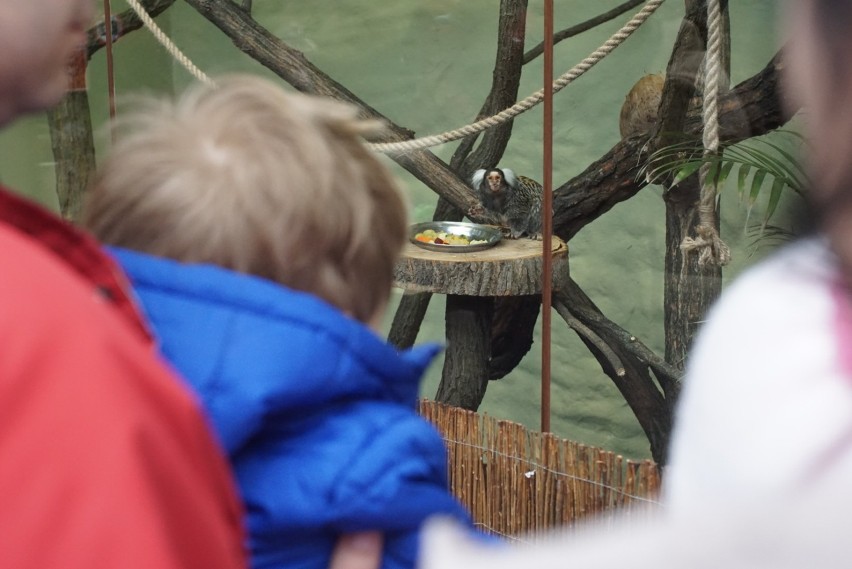 Stare Zoo: W azylu zamieszkały małpy z Ameryki Południowej