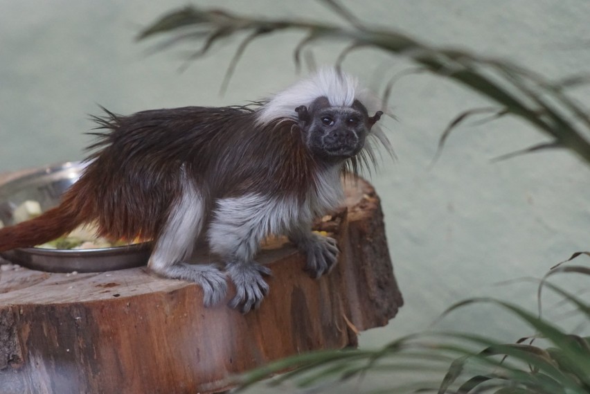 Stare Zoo: W azylu zamieszkały małpy z Ameryki Południowej