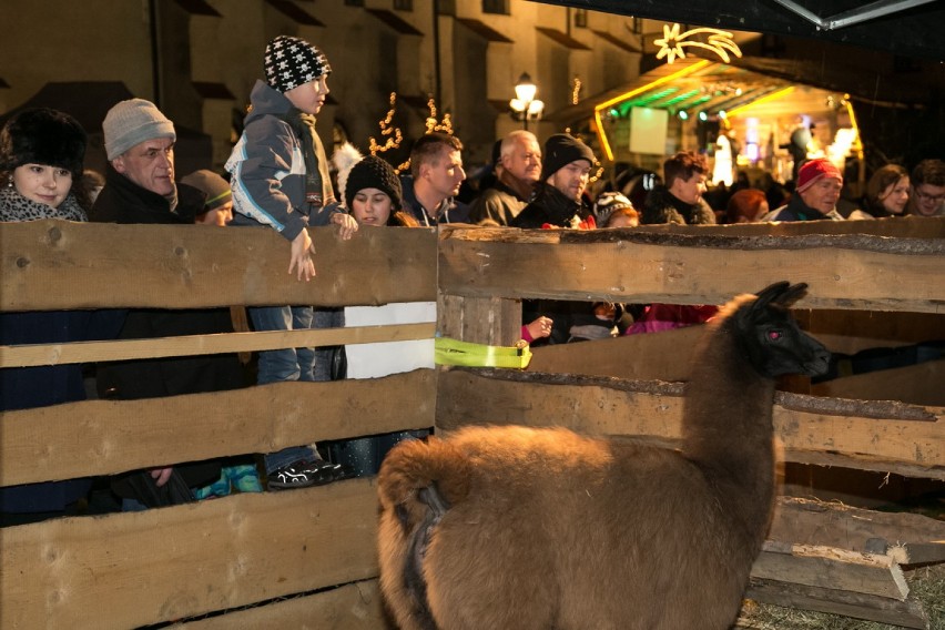 Kraków. Żywa Szopka u Franciszkanów [ZDJĘCIA]