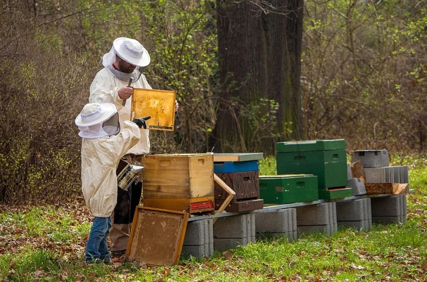 2 miliony złotych dla wielkopolskich pszczelarzy na zakup węzy
