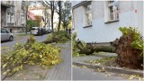 Tarnów.  Drzewo runęło na ulicę Brodzińskiego w Tarnowie. Droga w centrum miasta była zablokowana [ZDJĘCIA]