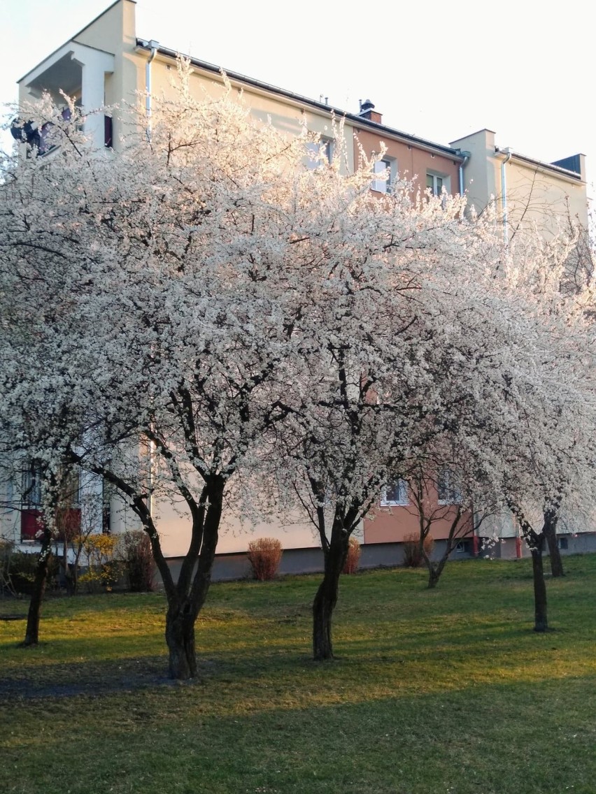 Wiosna nawet w dobie koronawirusa zachwyca pięknem na chełmskich osiedlach - zobaczcie zdjęcia