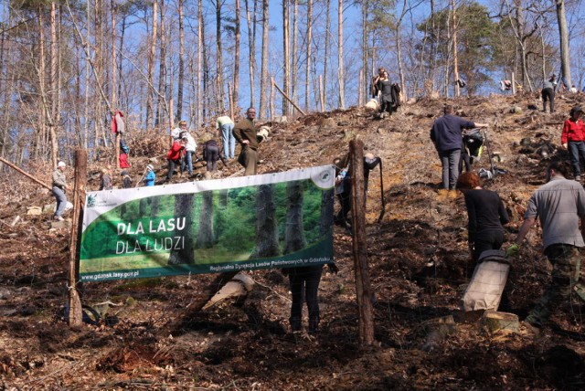Mieszkańcy Pomorza wspólnie z leśnikami zasadzili ponad 44 tysięcy drzewek