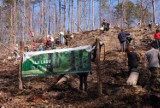 Mieszkańcy Pomorza wspólnie z leśnikami zasadzili ponad 44 tysięcy drzewek [ZDJĘCIA]