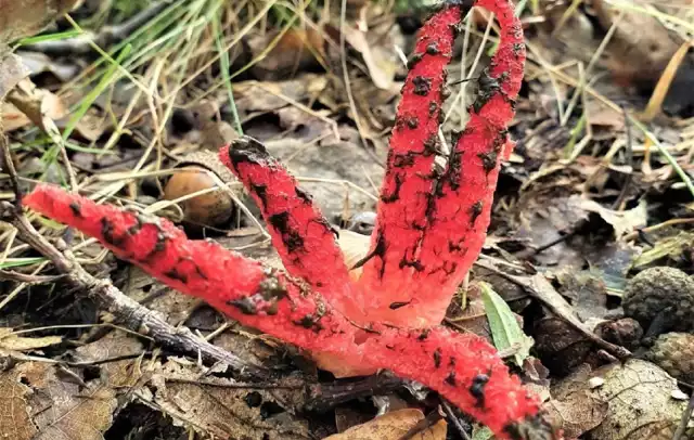 Okratek australijski występuje głównie w miejscach bogatych w materię organiczną - w lasach liściastych lub mieszanych. Gatunek ten można zaobserwować od początku lata do listopada, a nawet do grudnia - przy ciepłych zimach.