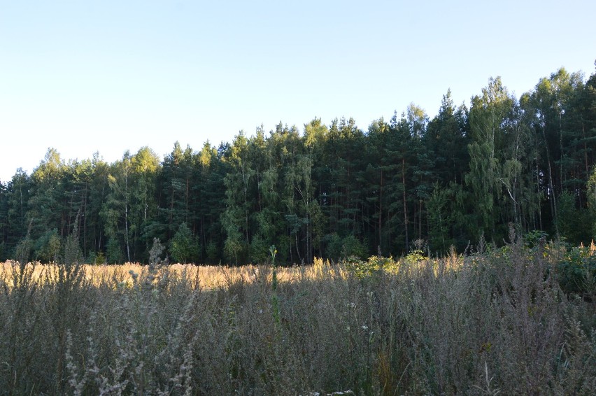 Mieszkańcy Kaczych Buków chcą zieleni, a urzędnicy miejscy fundują im blokowisko ZDJĘCIA