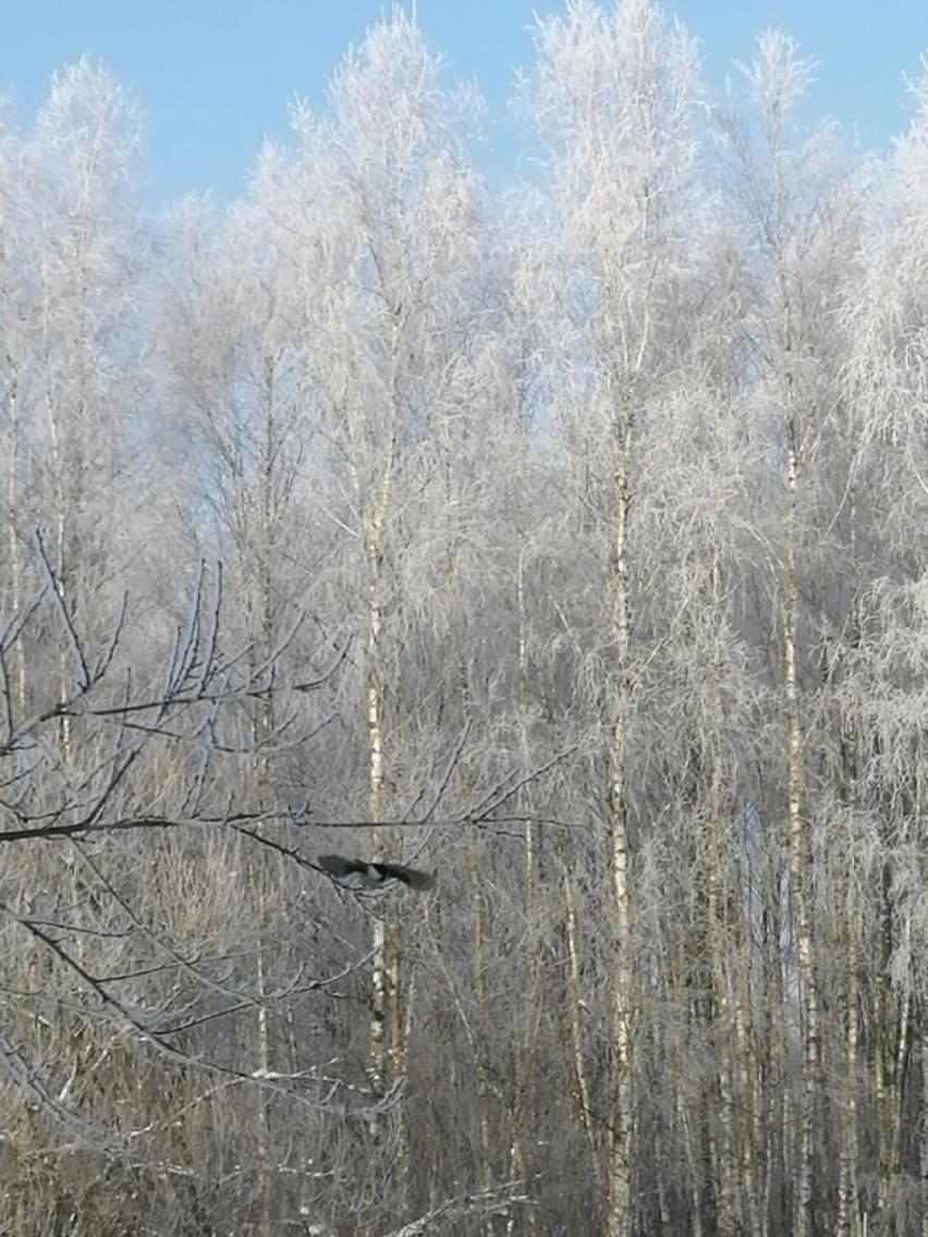 Przepiękne zimowe widoki w Zduńskiej Woli i okolicy. Tak maluje mroźna zima ZDJĘCIA