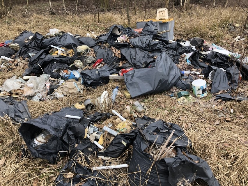 Lasy w okolicach Żagania, a także Zielonej Góry kryją wiele...