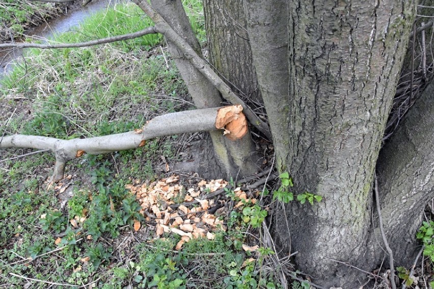 Bobry budują kolejną tamę tuż za Legnicą [ZDJĘCIA]