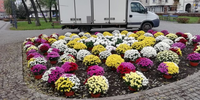 Kwiaty od przedsiębiorców, którzy stracili przez zamknięcie cmentarzy, zdobią skwery we Włocławku