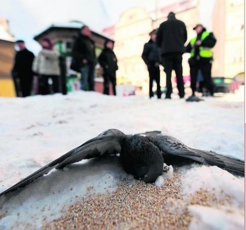 Ptaki umierały w locie. Spadały na śnieg przy ulicy Garbary z rozpostartymi skrzydłami