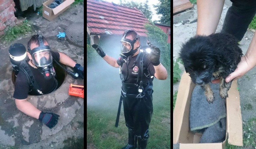 Strażacy z Przemkowa uratowali szczeniaki, które wpadły do kanalizacji