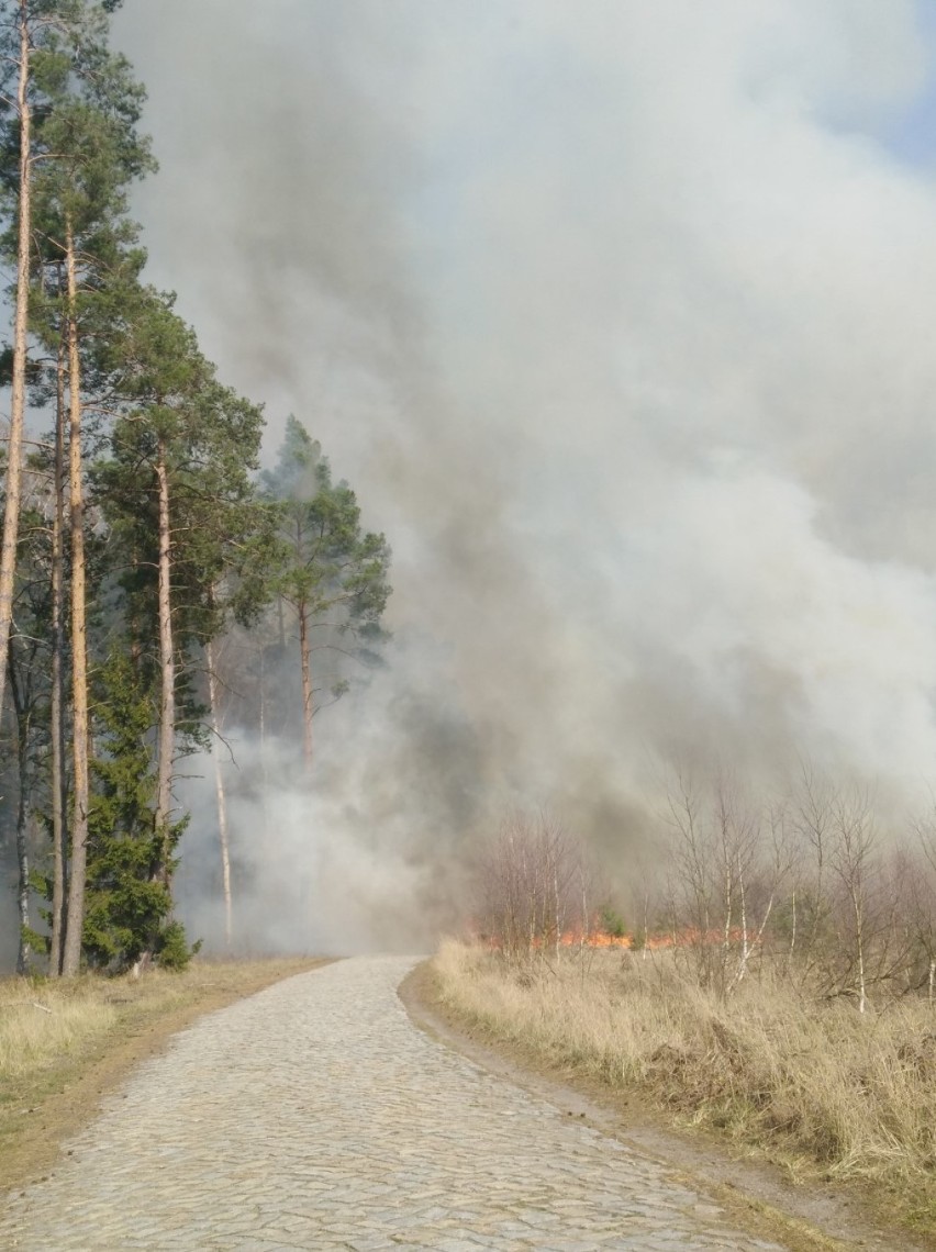 Najwyższy stopień zagrożenia pożarowe w naszych lasach -...