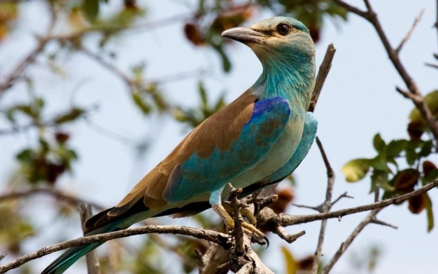 Kraska (Coracias garrulus) -Kruger National Park, South...