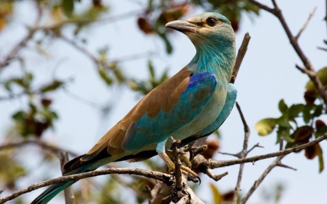 Kraska (Coracias garrulus) -Kruger National Park, South Africa / 
 źródło - http://pl.wikipedia.org/wiki/Plik:Coracias_garrulus_-Kruger_National_Park,_South_Africa-8.jpg