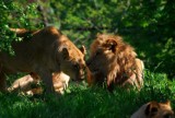 W gdańskim zoo przyjdą na świat cztery młode lwiątka