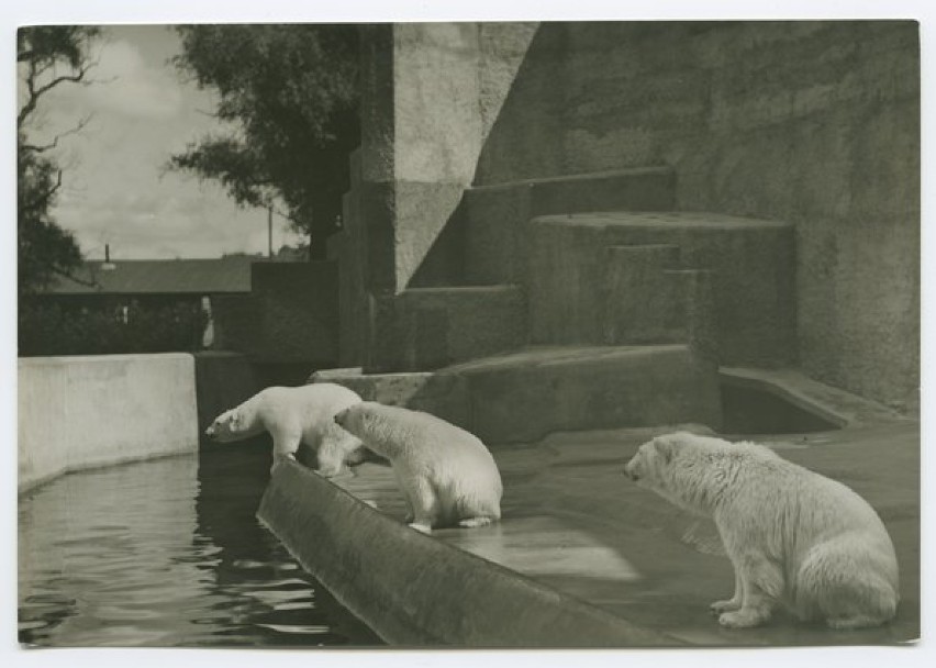 Warszawski Ogród Zoologiczny, białe niedźwiedzie na wybiegu, 1913, Muzeum Warszawy
