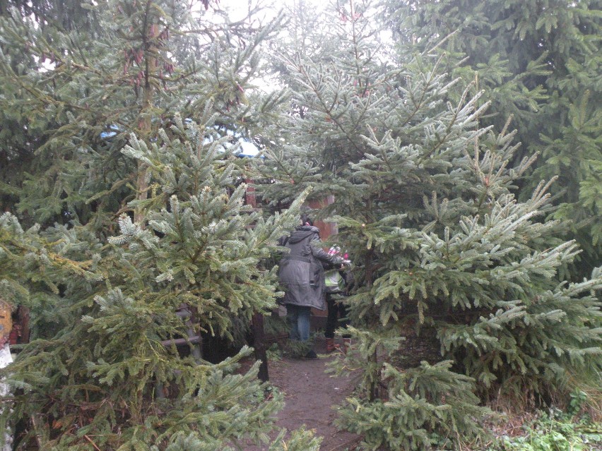 Powiat Gniezno: W święta rodzina Nowickich zaprasza do siebie na żywą szopkę, w niej osioł, lama