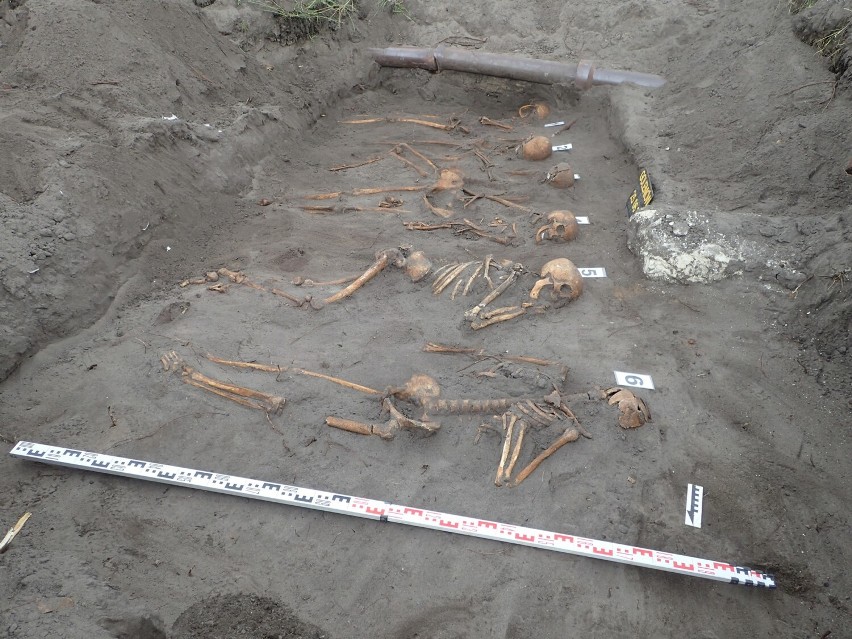 Rodzina pochowana pod drzewem w Goleniowie. Kości zostały wydobyte