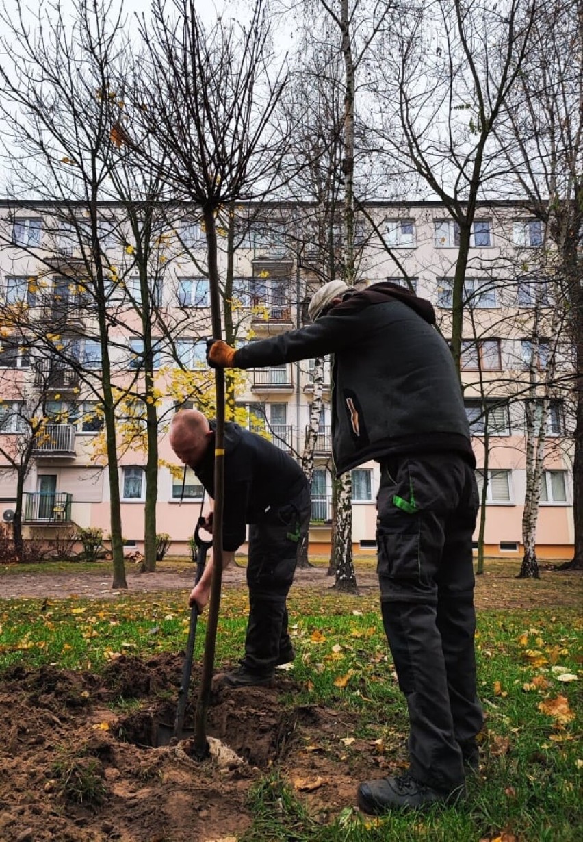 Sadzą drzewa w Kaliszu. W poprzednim tygodniu przybyło ich całkiem sporo. ZDJĘCIA