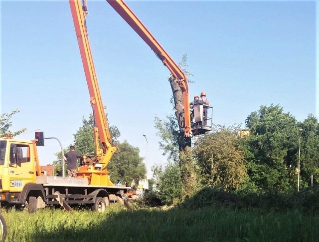 Wierzba rosnąca u zbiegu ul. Szkolnej i Szarych Szeregów w Goleniowie została dzisiaj wycięta