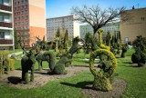 Niezwykłe żywe rzeźby na osiedlu Pawlikowskiego w Żorach. Zobacz ZDJĘCIA