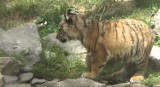 Malutki tygrysek robi furorę w krakowskim zoo [WIDEO]