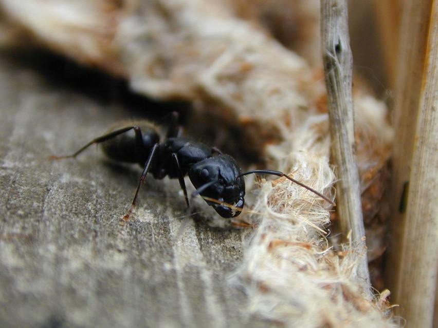 Na świecie znamy 11 tys. gatunków mrówek. To jedne z...