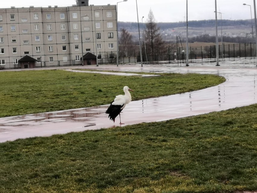 Bocian awaryjne lądował na boisku! Czy to już wiosna? [ZDJĘCIA/FILMY]