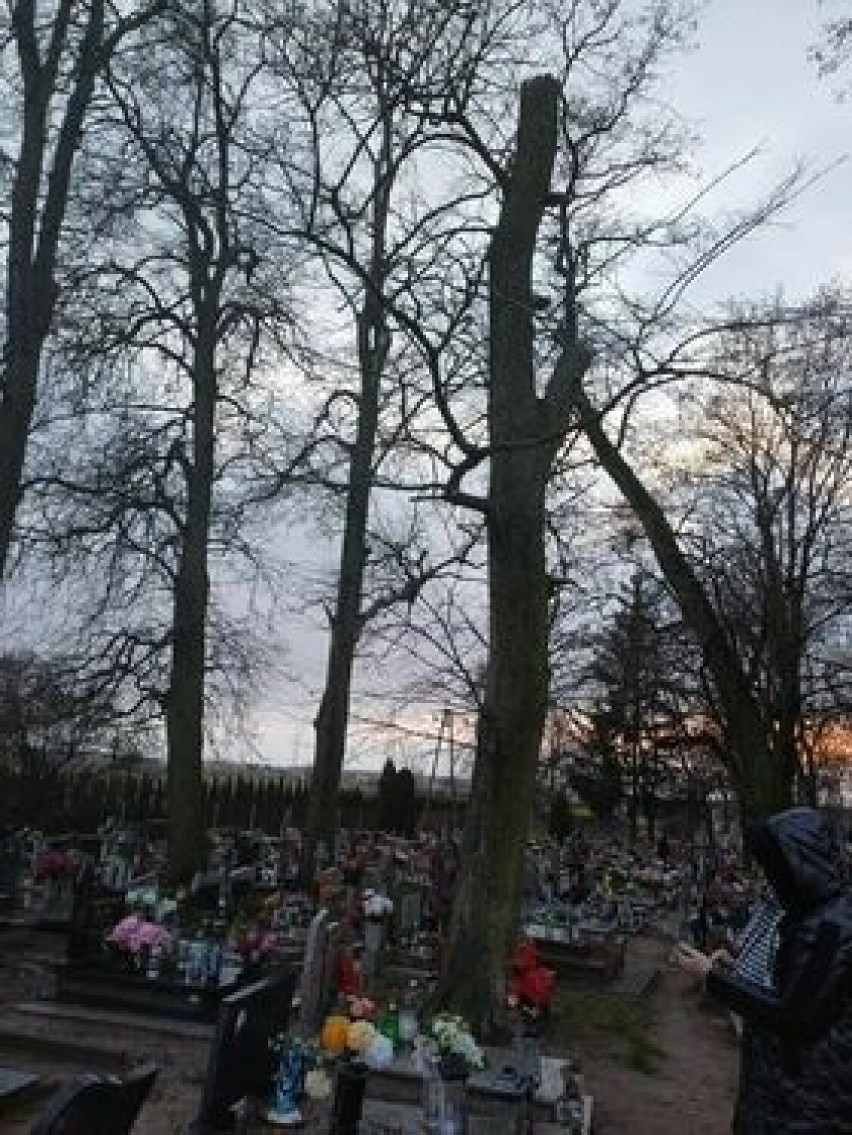 Drzewo runęło na cmentarzu w Łabiszynie - zdjęcia.
